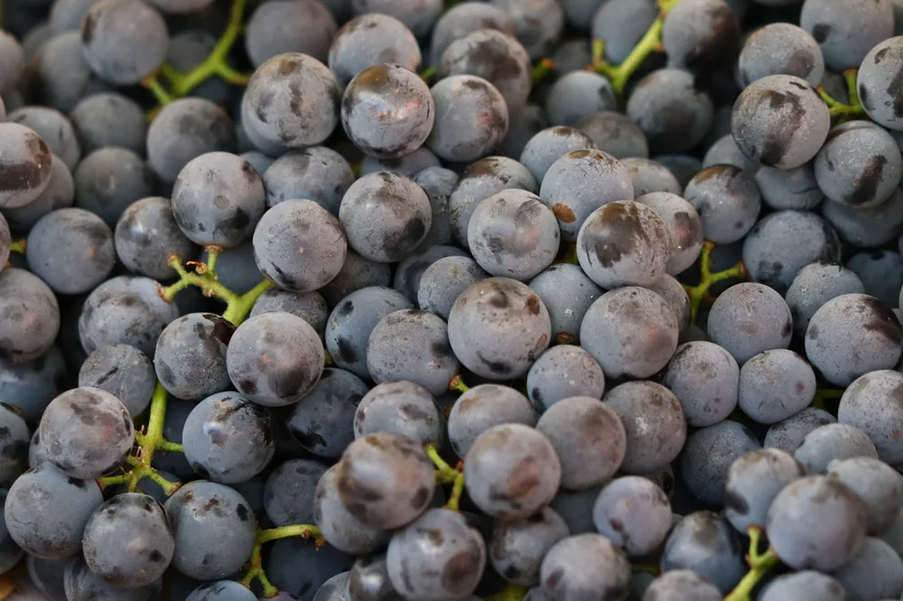 Close-up photo of juicy, fresh grapes highlighting their nutritious appeal