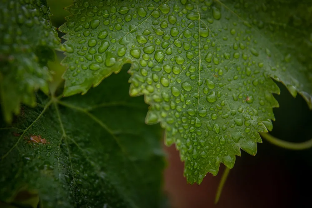Close-up shot of dew-covered grape leaves, showcasing texture and natural beauty