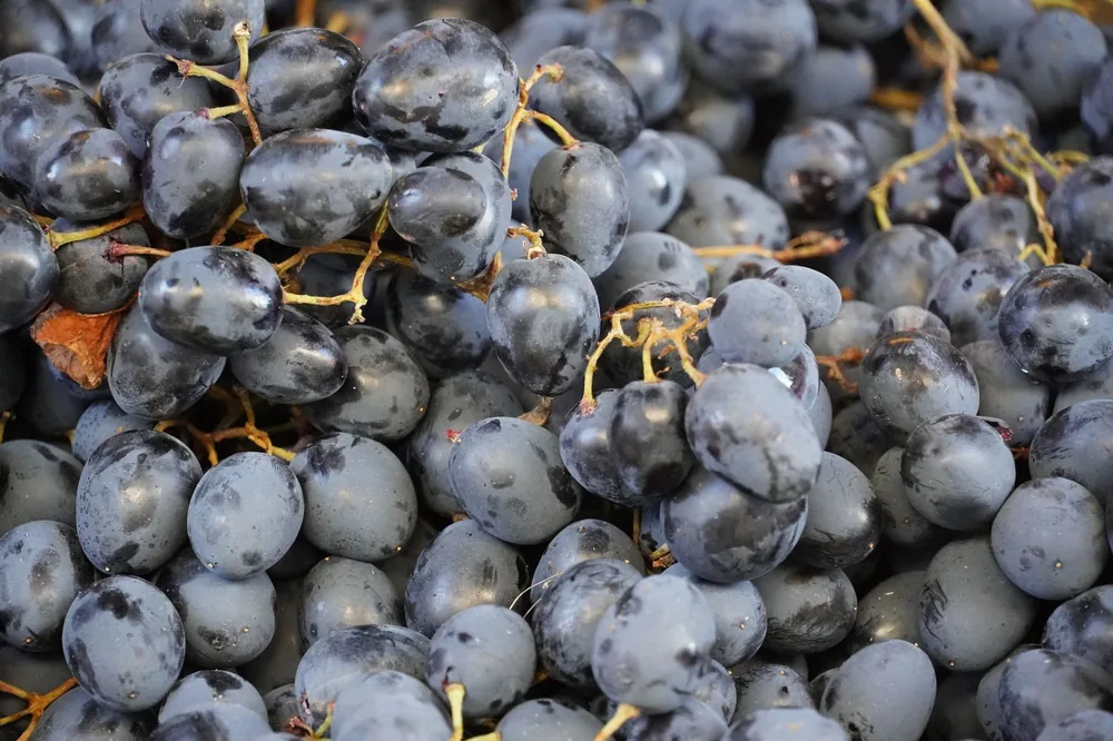Close-up view of a large pile of fresh black grapes, showcasing their natural abundance and texture