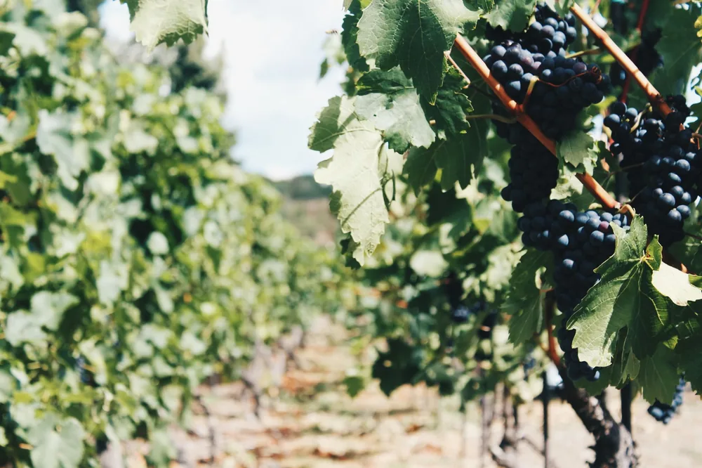 Close-up view of a vineyard with ripe grapes on vines during daylight