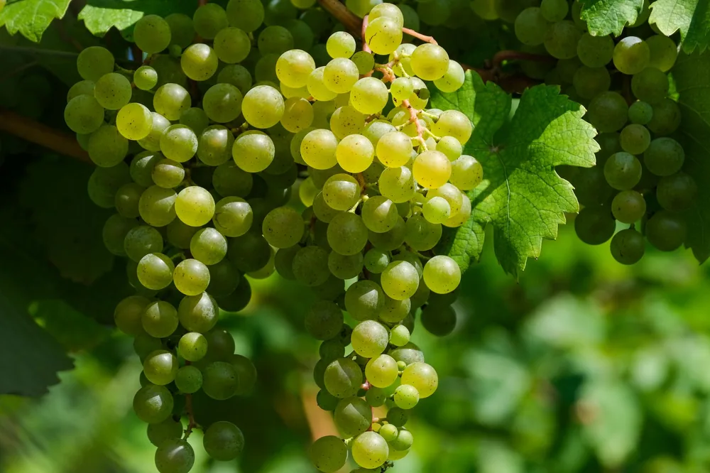 Close-up view of fresh green grapes on the vine, perfect for wine-making