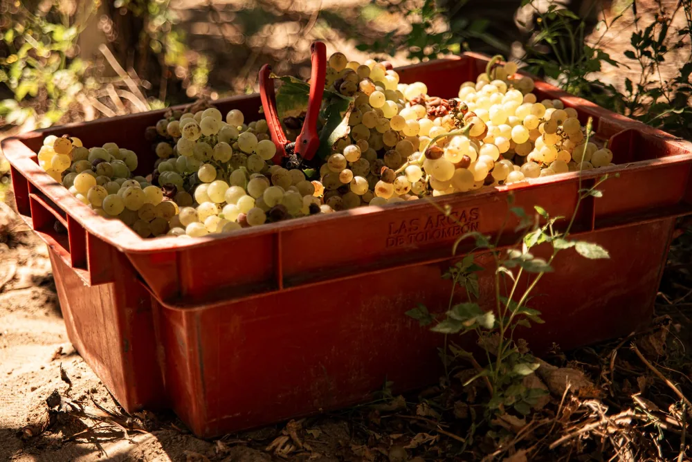 Close-up view of freshly harvested grapes in a red crate outside, sunlight casting shadows