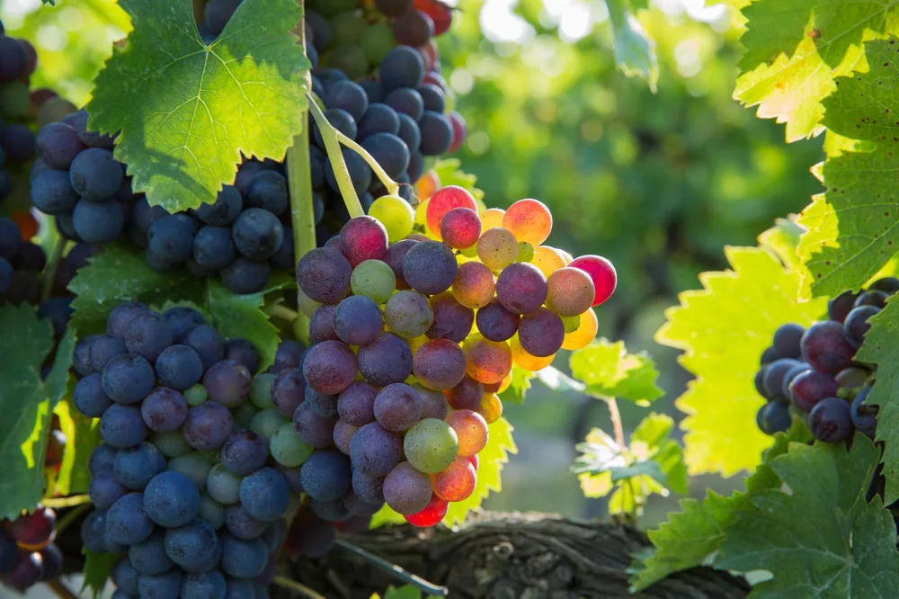 Close-up view of ripe grapes in a sunlit vineyard, showcasing colors and lush greenery