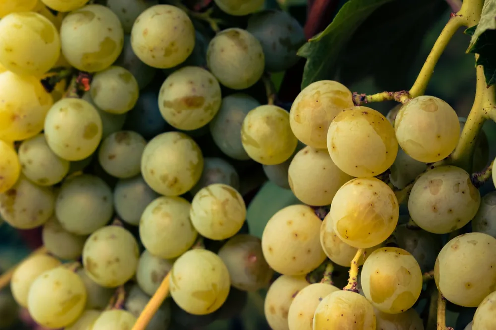 Close-up view of ripe green grapes hanging on a vine, showcasing their freshness
