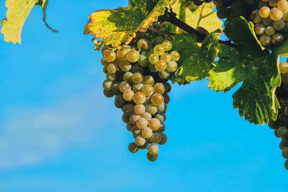 Close-up view of ripe green grapes hanging on the vine against a clear blue sky