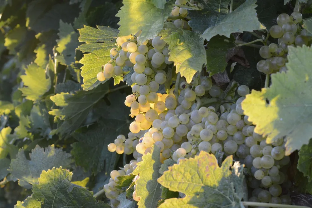 Close-up view of white grapes and green leaves in a vineyard during day