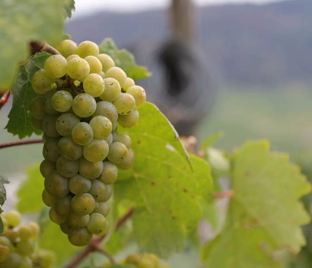 Closeup of a bunch of green grapes with lush leaves in a vineyard during the day