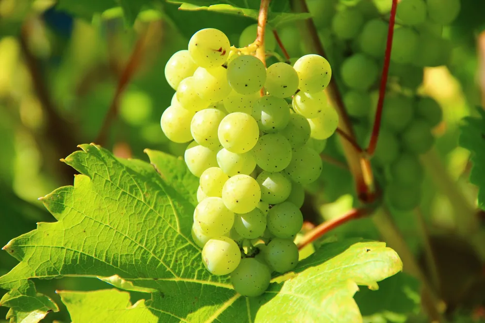 Closeup of green grapes on a vine in a sunny vineyard, perfect for wine-making themes