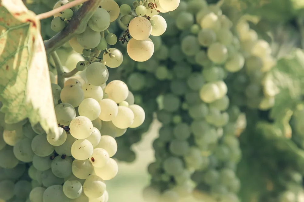 Closeup ripe sweet white wine grape bunches hanging on tree branch in vineyard on sunny day