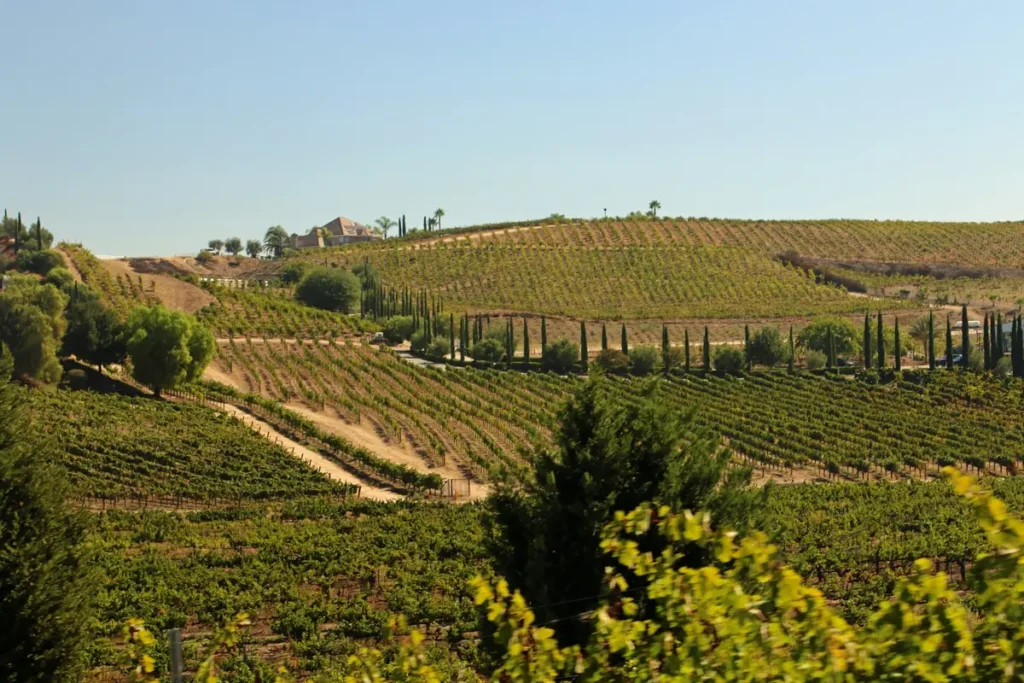 Vineyards curving over rolling California hills