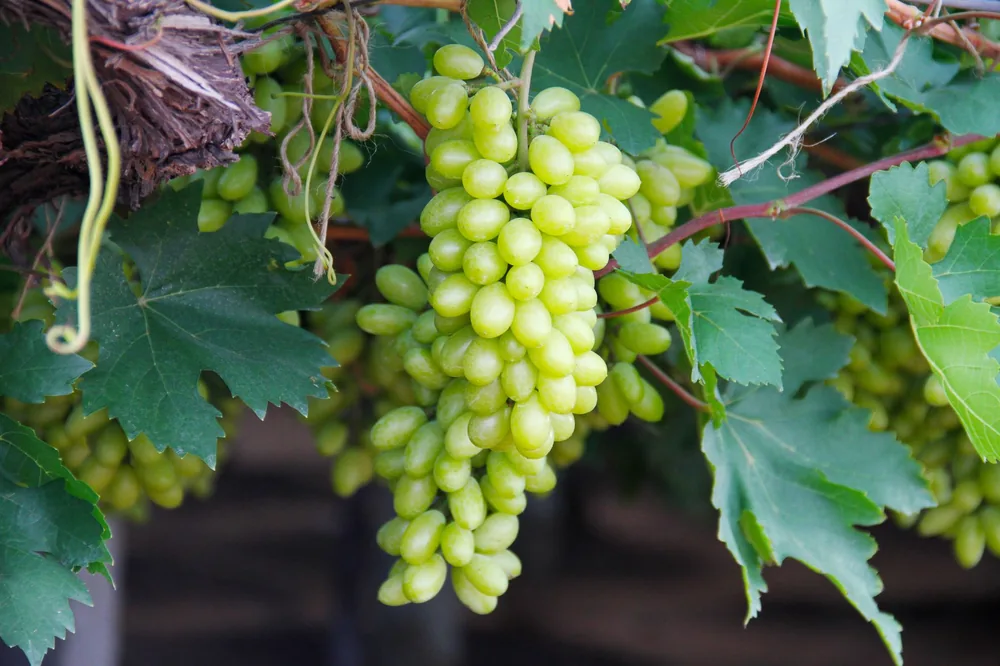 Cluster of green grapes hanging on a vine in a vineyard, perfect for winemaking