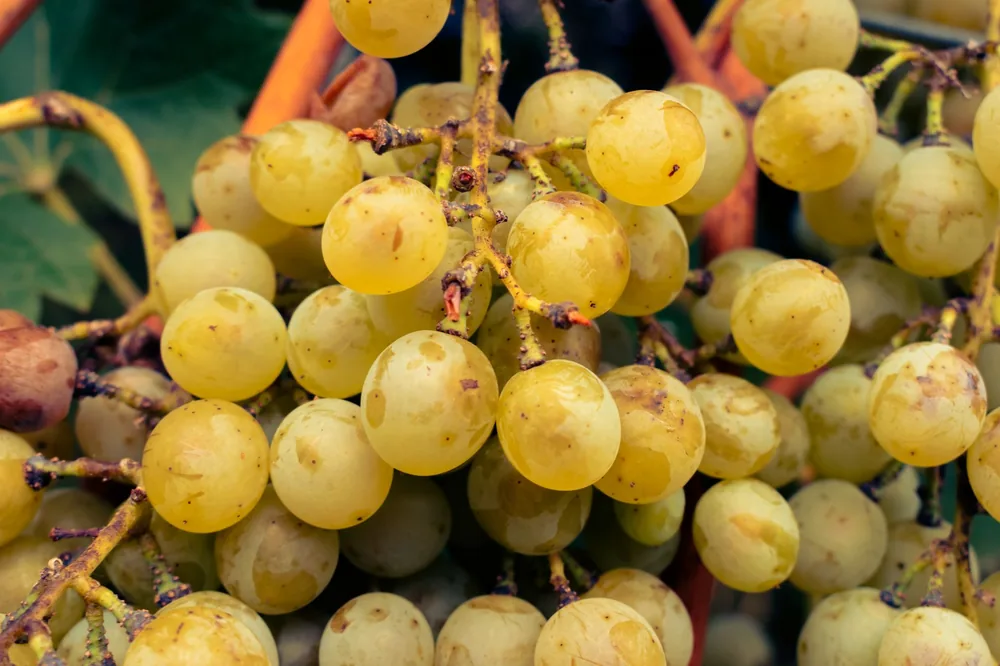 Cluster of green grapes with leaves, capturing nature's freshness