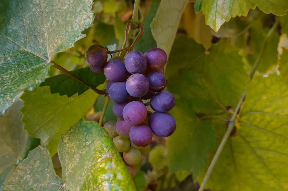Cluster of purple and green grapes on a vine amidst lush green leaves outdoors