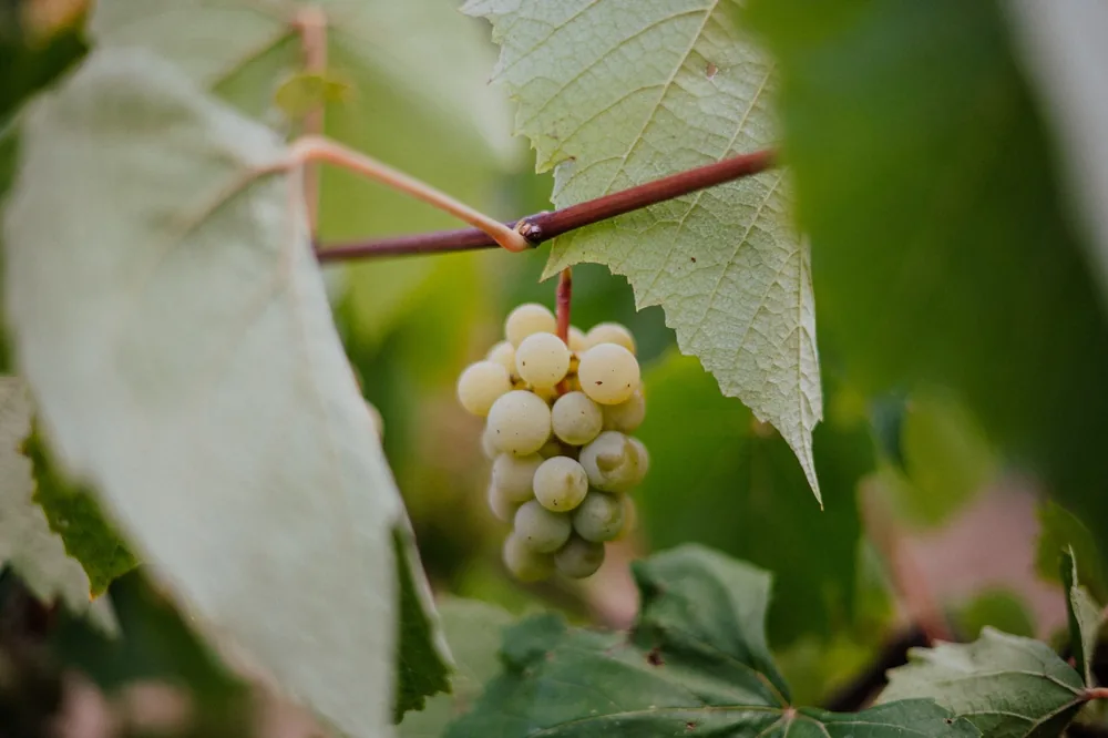 Cluster of ripe green grapes among lush vine leaves, perfect for winemaking imagery