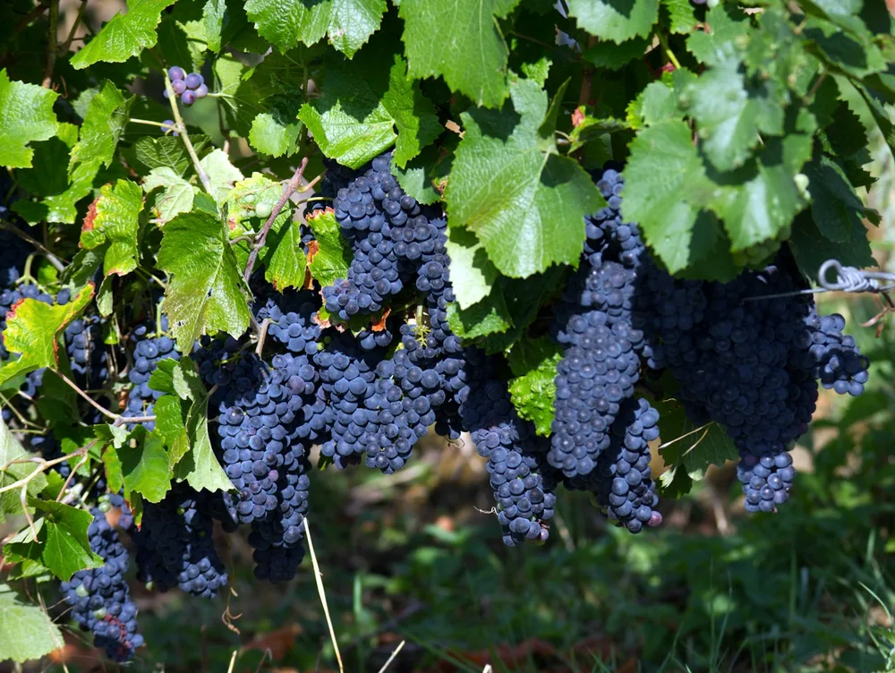 Clusters of dark purple grapes hanging from a vine with green leaves