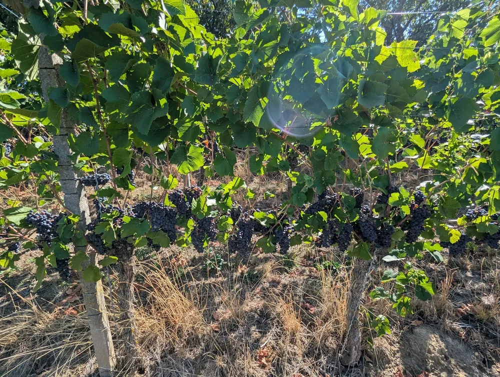 Clusters of dark purple grapes hanging from vines in a sunlit vineyard