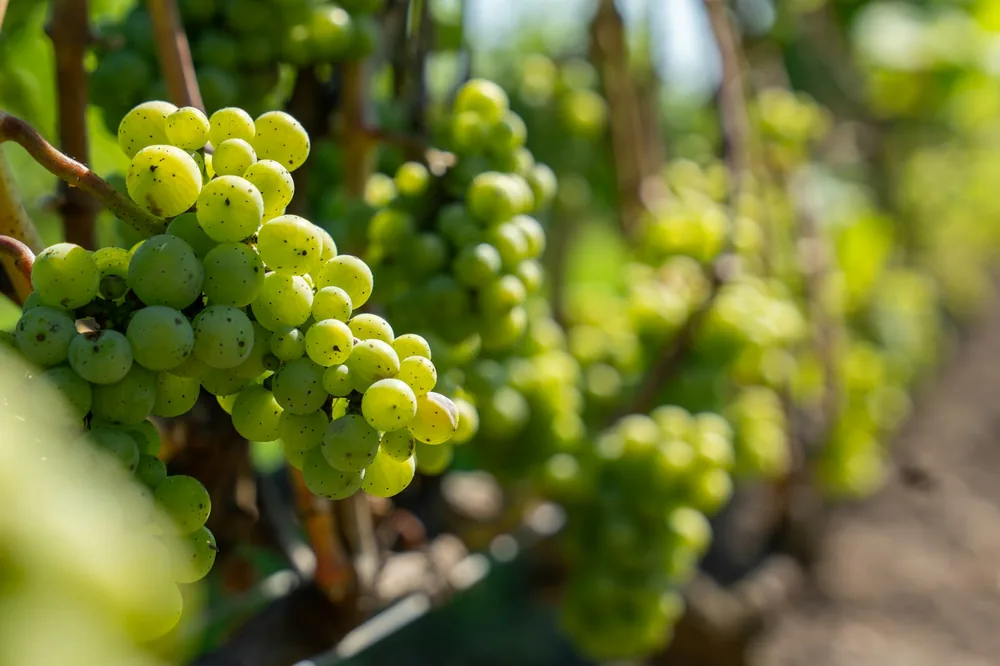 Clusters of green grapes on a vine
