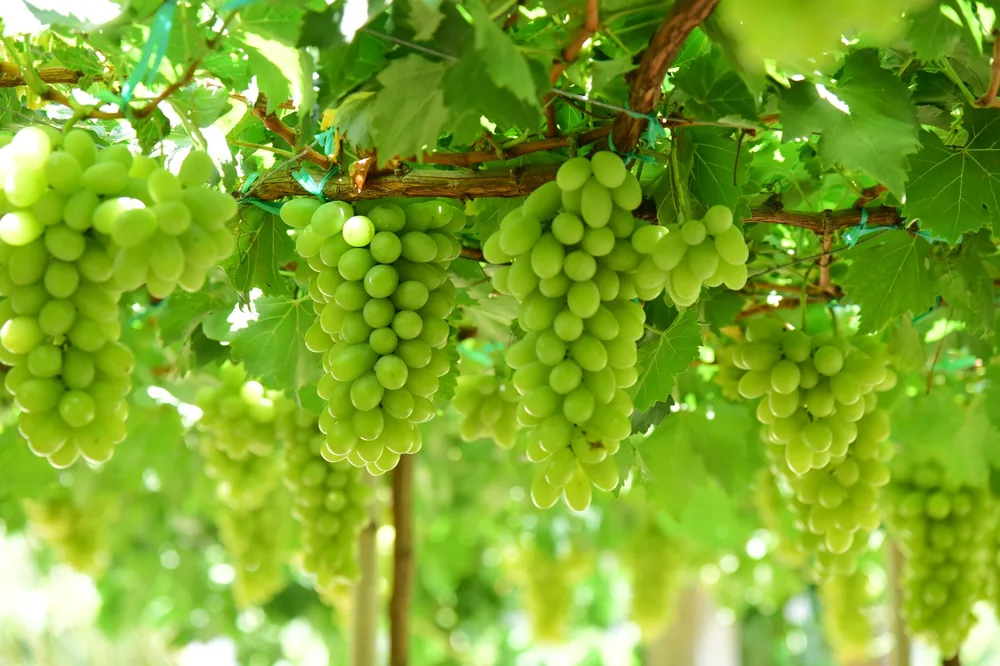 Clusters of ripe green grapes hanging from lush vineyard vines in sunlight