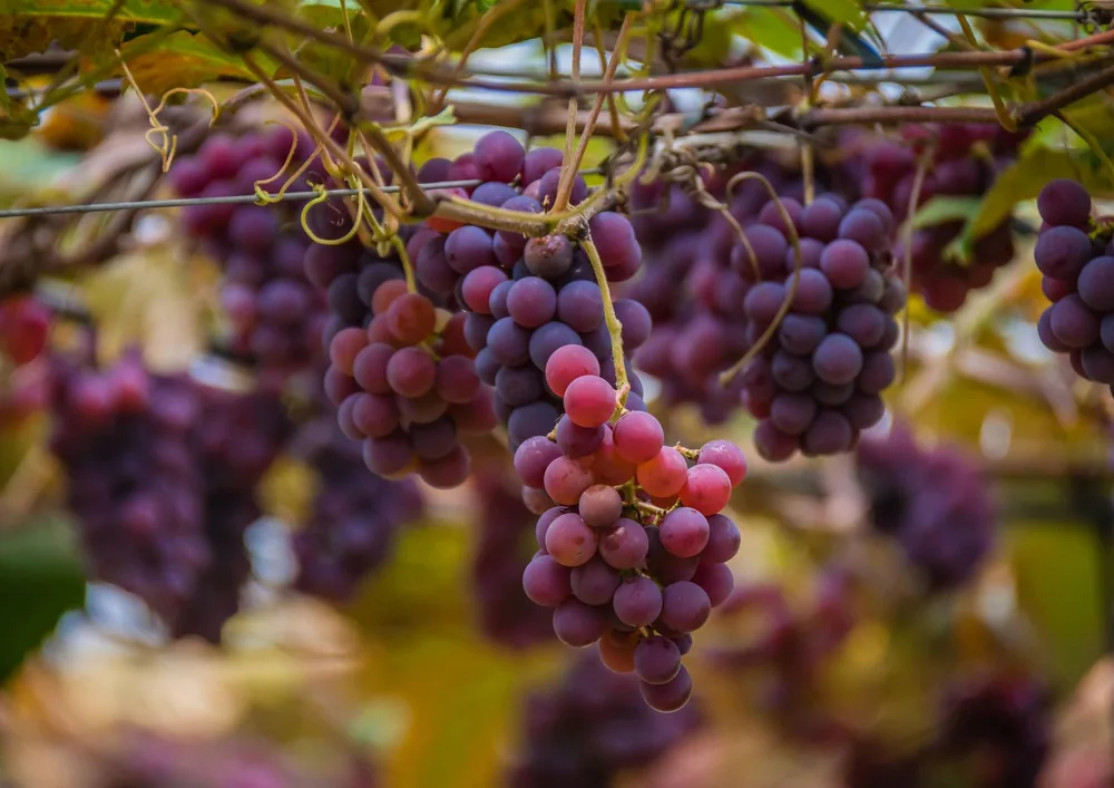 Clusters of ripe red grapes hanging on the vine in a sunlit vineyard, perfect for wine production