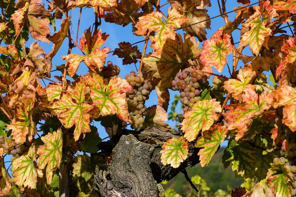 Colorful autumn grapevine leaves and grapes in sunlight