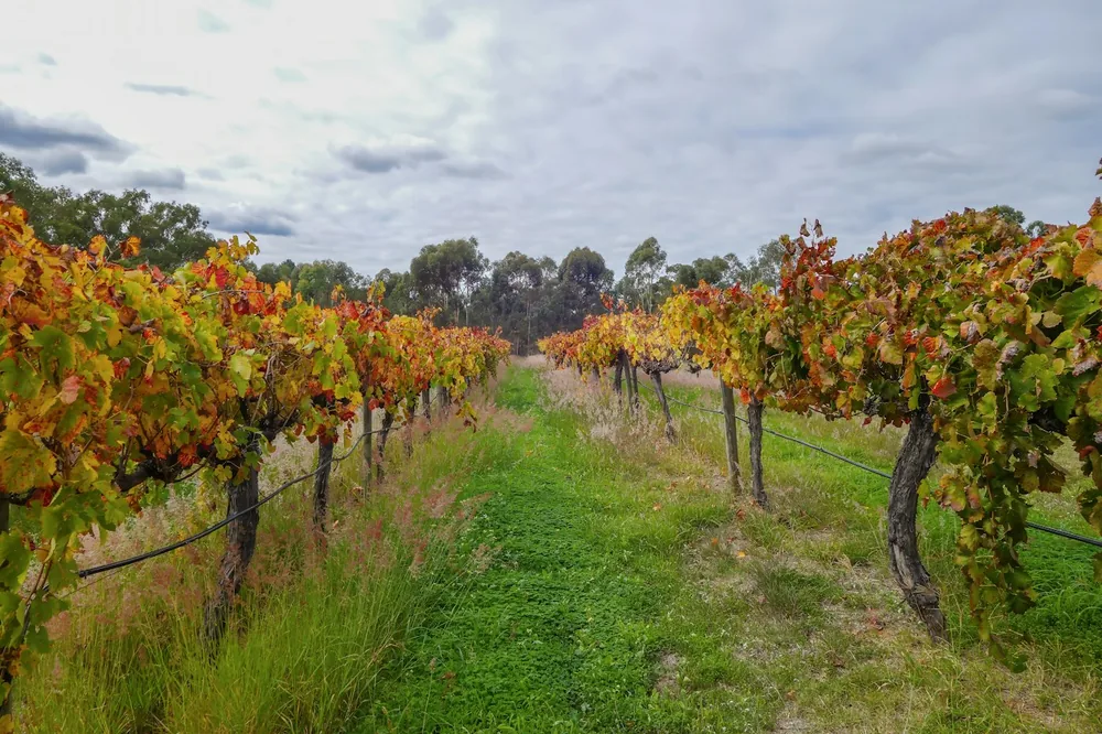Colorful autumn grapevines in a vineyard