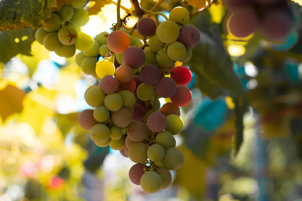 Colorful unripe grapes on a vine in a sunny vineyard
