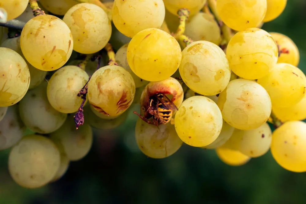 Common wasp exploring juicy grapes in a natural setting