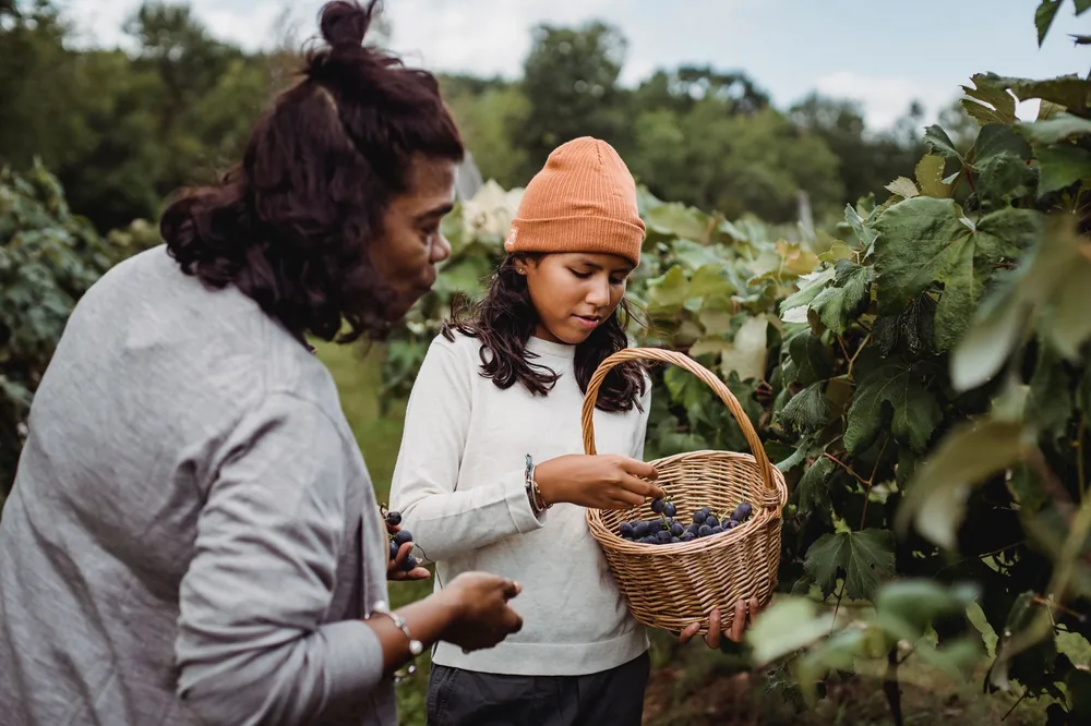 Concentrated ethnic females in casual clothes gathering black grapes in wither basket in plantation in soft daylight