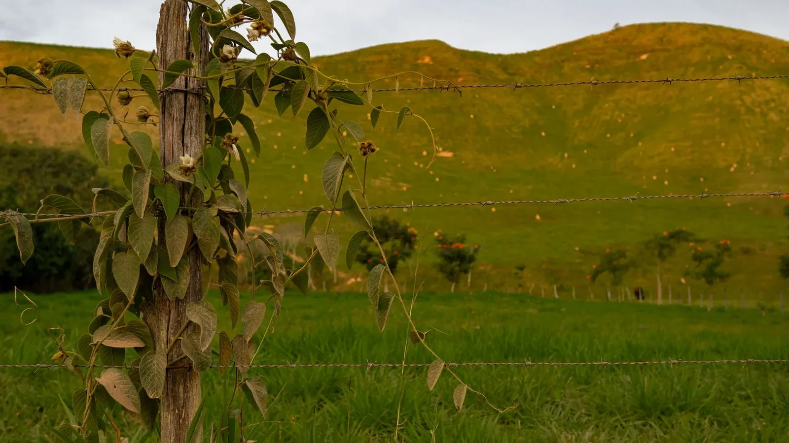 Countryside landscape with a barbed wire fence and lush grassy hills
