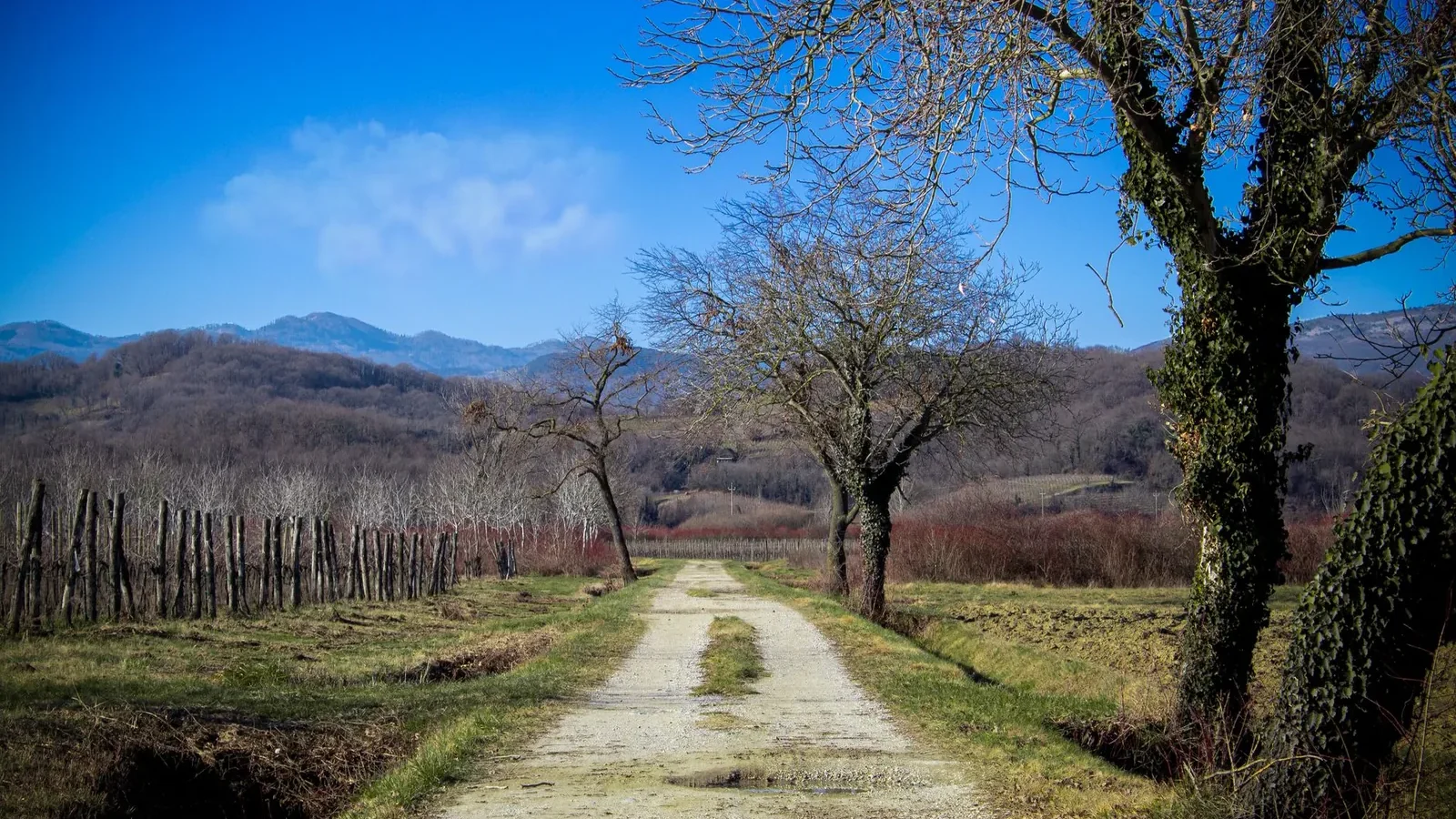 Countryside path with bare trees and distant hills under a clear blue sky