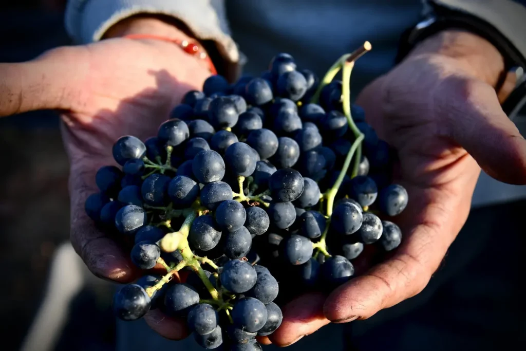 Hands holding freshly picked wine grapes at harvest