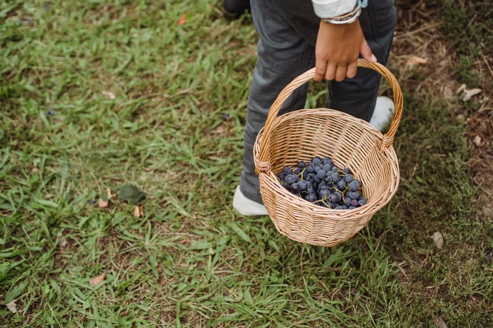 Crop ethnic female in white shoes carrying wicker basket with fresh ripe red wine grape harvest while walking on green lawn