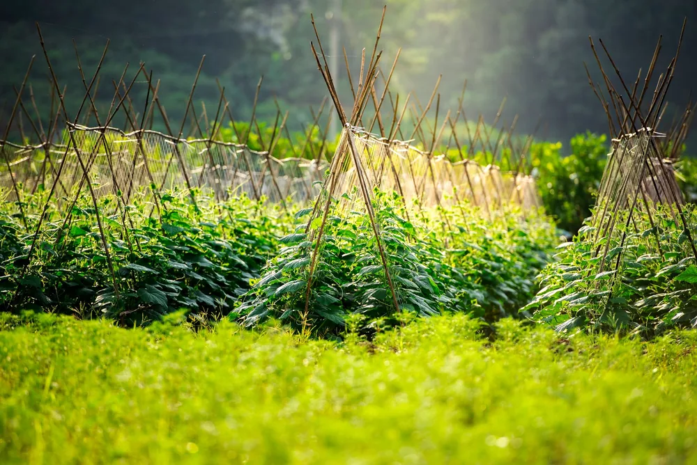 Cropland with trellised plants growing in sunny rural landscape