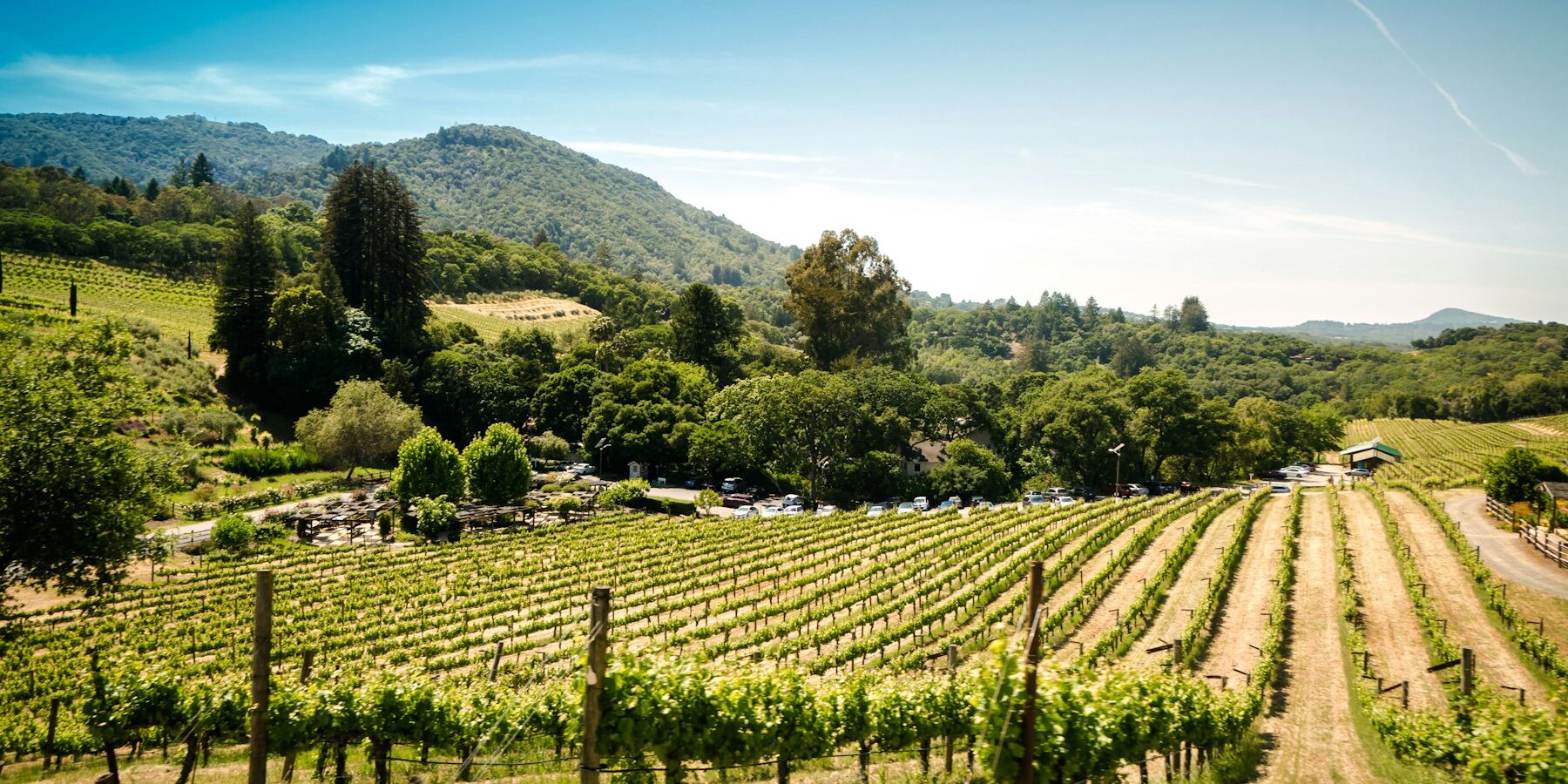 Rows of vines in the California wine country