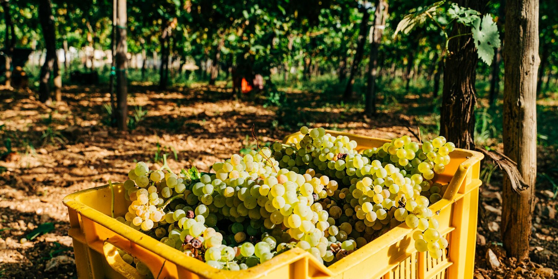 Wine grapes on the vine at harvest