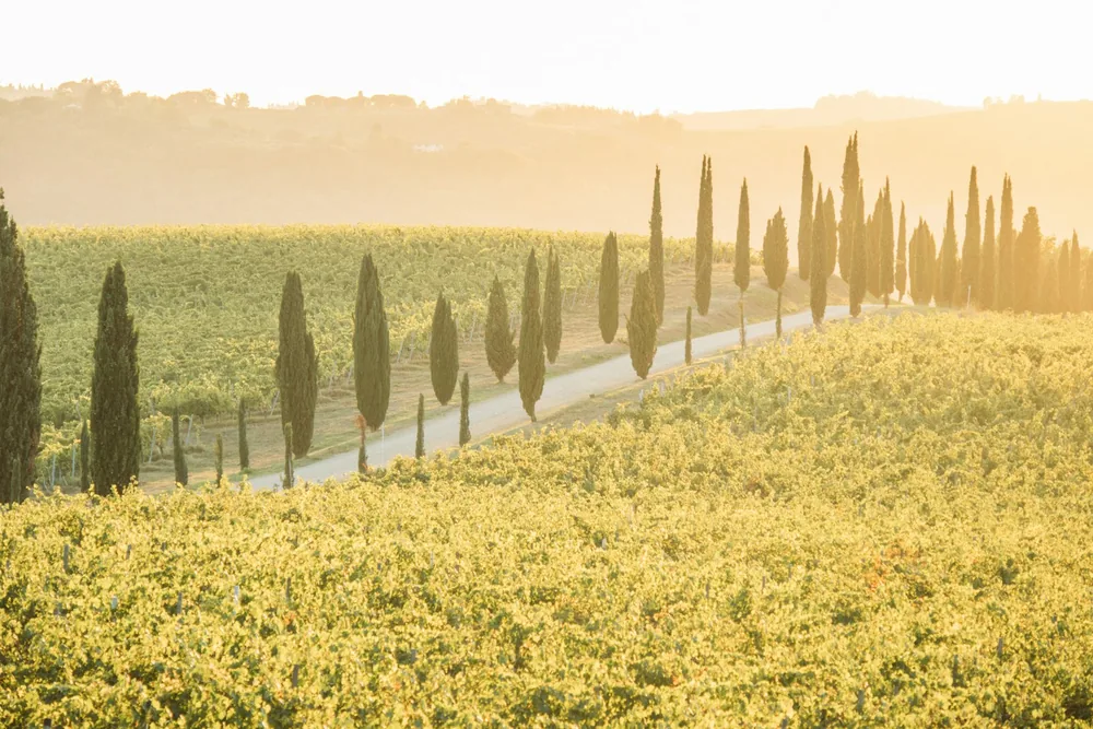 Cypress-lined road through a vineyard at golden hour