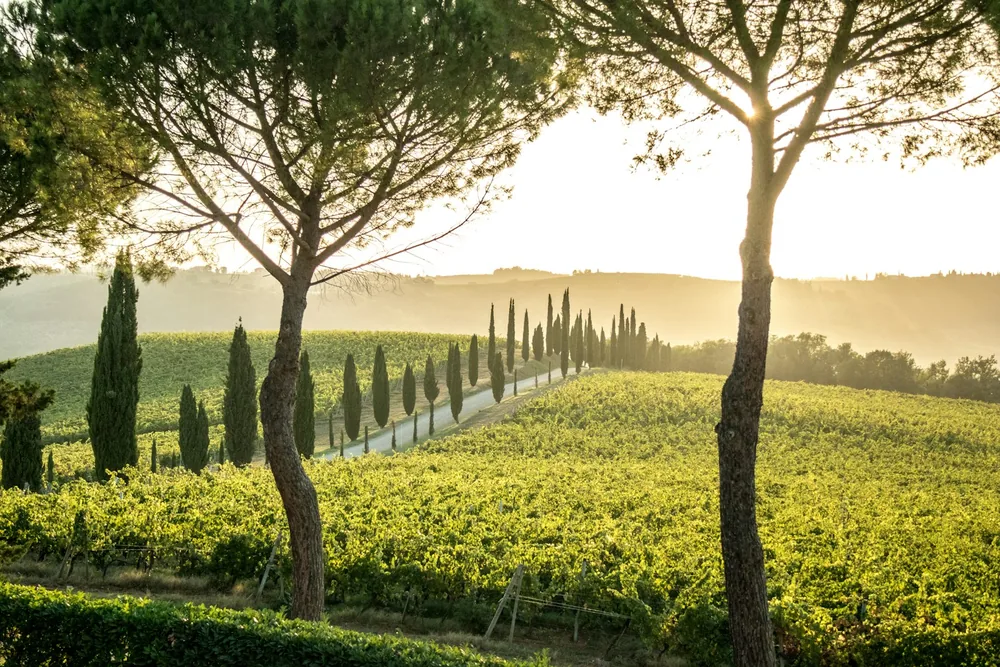 Cypress-lined road winding through green vineyards at sunset