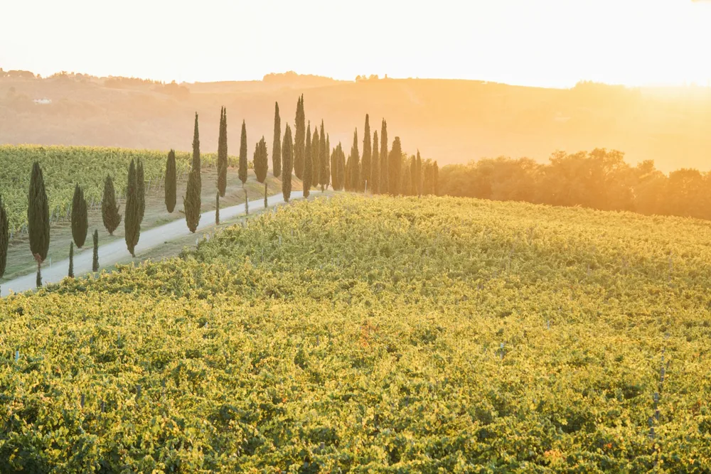 Cypress trees line a road through a vineyard at sunset