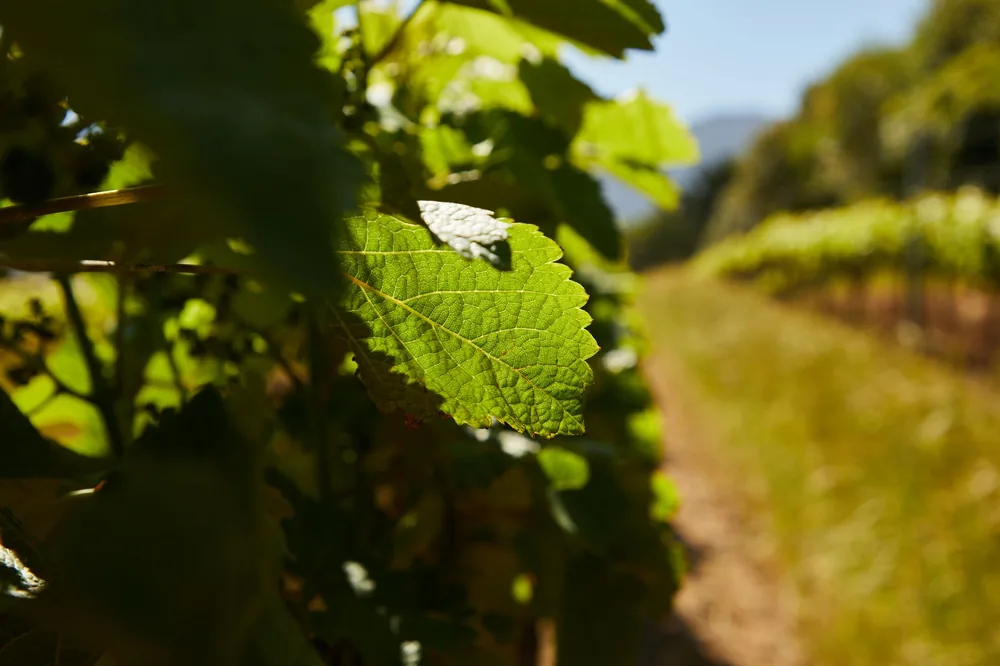 Detailed close-up of a green leaf with blurred vineyard background, highlighting nature's colors