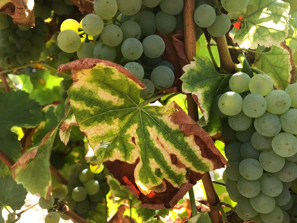 Detailed close-up of green grapes with leaf patterns in a vineyard setting