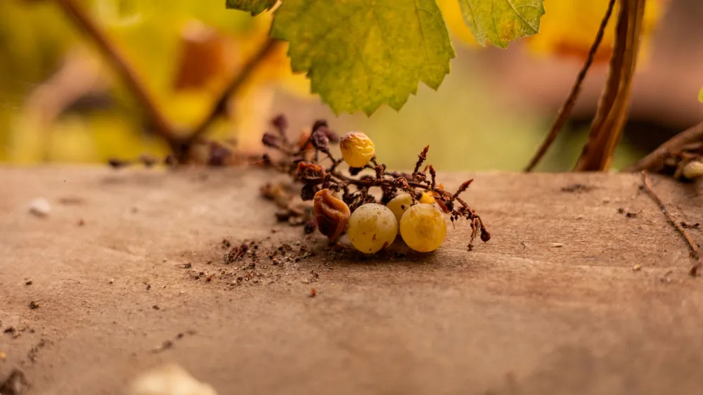 Detailed close-up of withered grapes on a vine with autumn leaves, Istanbul