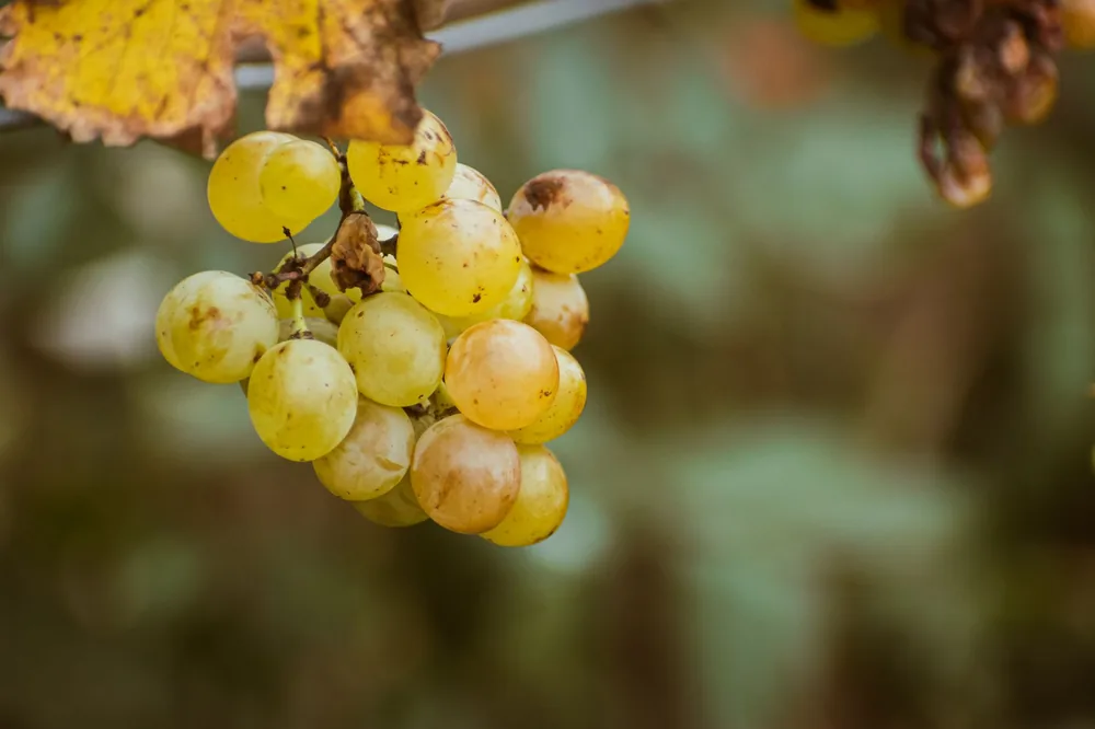 Detailed image of ripe green grapes hanging on a vine in a vineyard, signifying freshness and organic produce