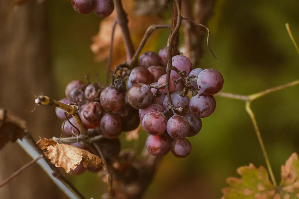 Detailed image of ripe red grapes hanging on a vine with autumn leaves in the background
