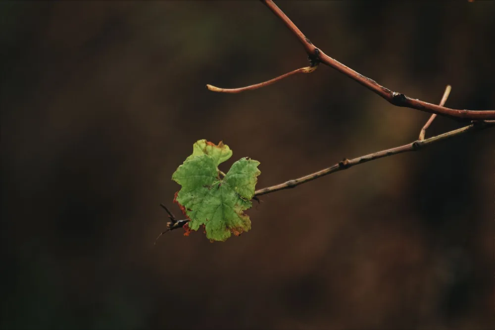 Detailed look at a lone green leaf on a vine, showcasing nature's intricate beauty