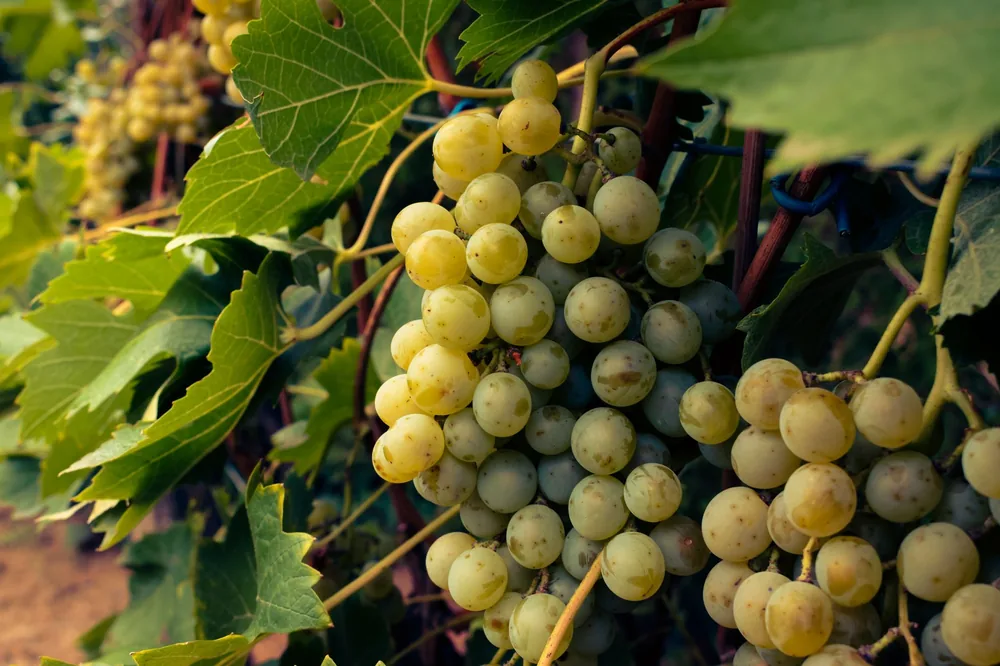 Detailed shot of bunches of green grapes hanging on a vine with lush leaves