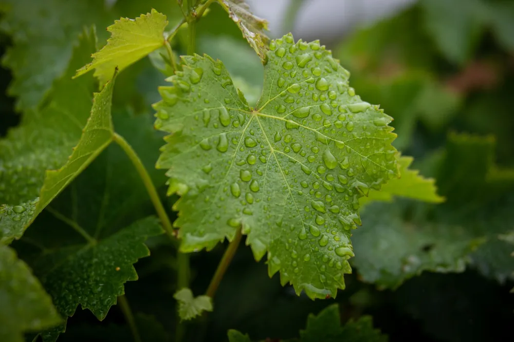 Detailed view of a grapevine leaf covered in fresh water droplets, showcasing nature's beauty
