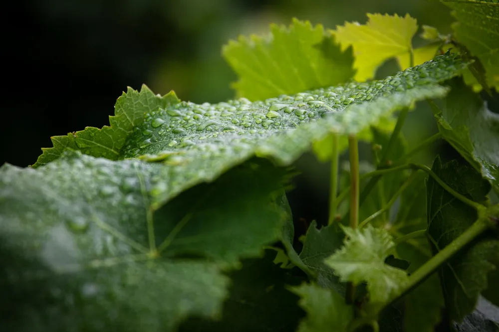 Detailed view of dewy grape leaves showcasing fresh growth and lush greenery
