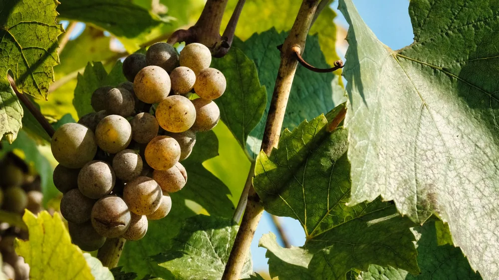 Detailed view of fresh grapes growing on a vine against a sunny backdrop