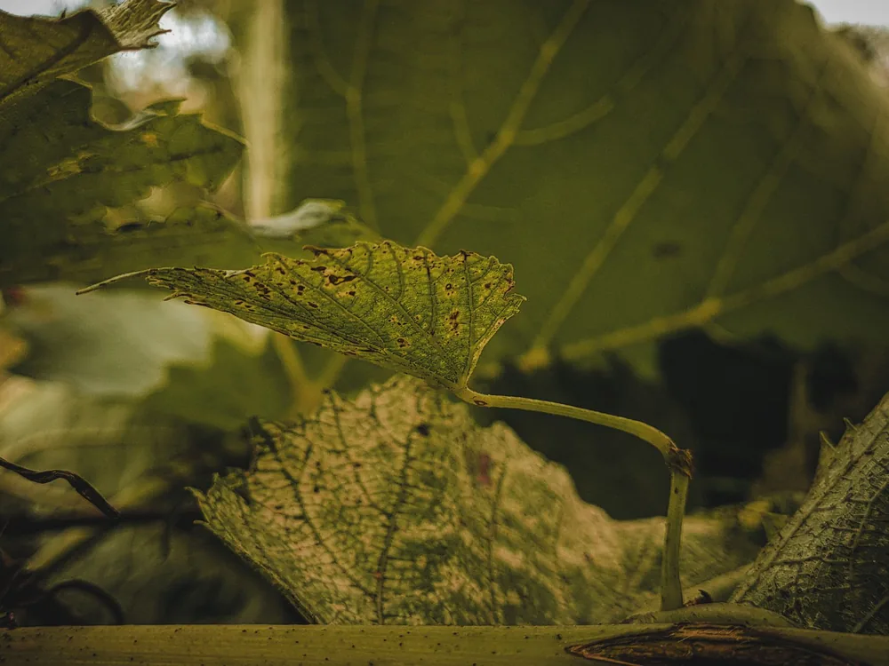 Detailed view of grape leaves with texture and green tones in a vineyard setting