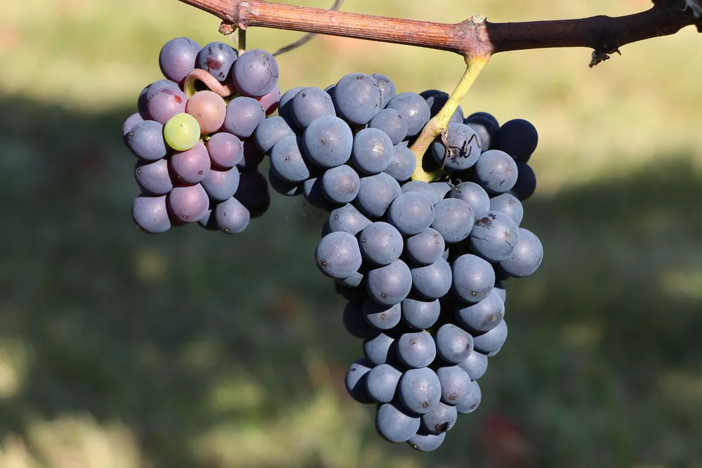 Detailed view of ripe purple grapes hanging on a vine in a sunny vineyard